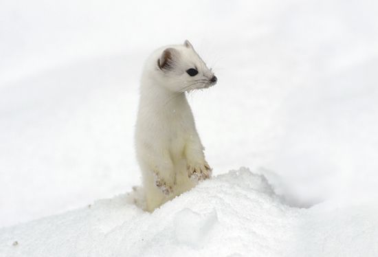 Stoat