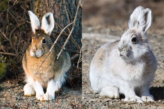 52bet00.com - Canada: snowshoe hare